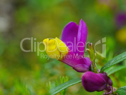 Buchs-Kreuzblume (Polygala chamaebuxus)