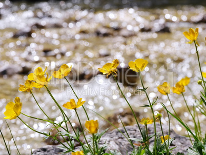 Hahnenfuss (Ranunculus)