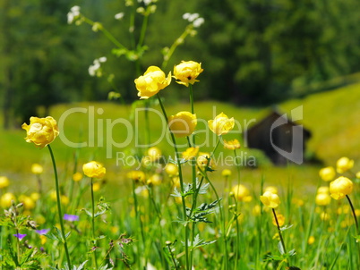 Trollblume (Trollius europaeus)