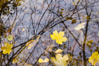 Herbstblatt auf dem Wasser, autumn leaves on water