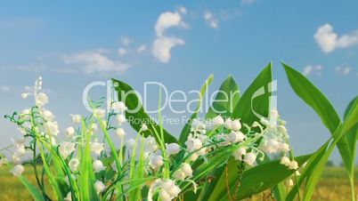 The lily of the valley on the cloud background