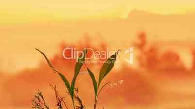 The lily of the valley on the sunrise background