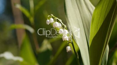 Lilly of the valley