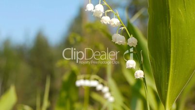 Lilly of the valley