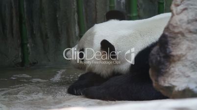 Beijing Olympic panda in sleeping HD.