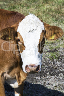 Cow on the salt marsh of Sylt