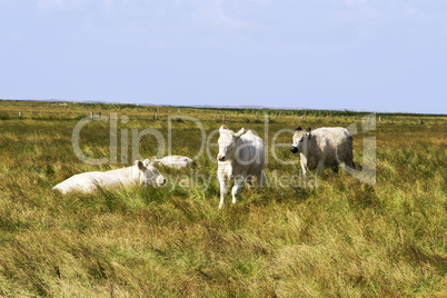 Cows on the salt marsh of Sylt