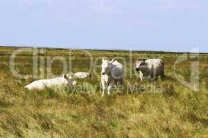 Cows on the salt marsh of Sylt