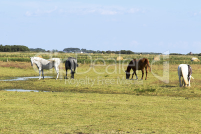 Horses in the paddock