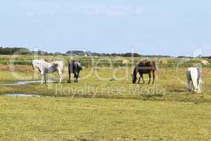 Horses in the paddock