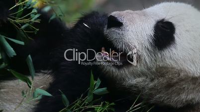 Beijing Olympic panda at eating time HD.