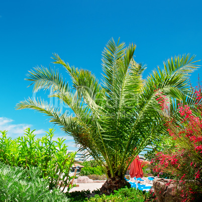 Tropical palm trees in a beautiful park