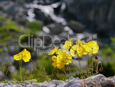 Alpen-Mohn (Papaver alpinum)