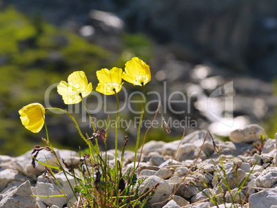 Alpen-Mohn (Papaver alpinum)