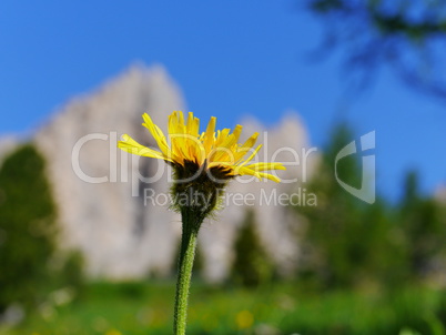 Berg-Pippau (Crepis pontana)