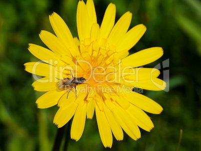 Berg-Pippau (Crepis pontana)