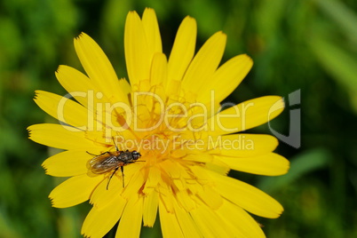 Berg-Pippau (Crepis pontana)