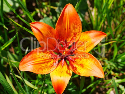 Feuer-Lilie (Lilium bulbiferum)