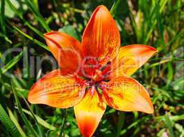 Feuer-Lilie (Lilium bulbiferum)