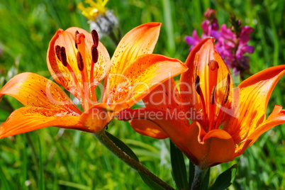 Feuer-Lilie (Lilium bulbiferum)