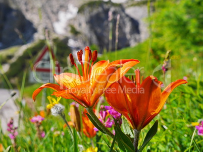 Blütenkelche der Feuer-Lilie (Lilium bulbiferum)