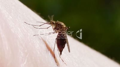 Mosquito blood sucking on human skin