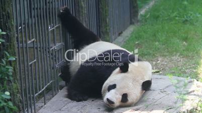 Beijing Olympic panda in sleeping HD.