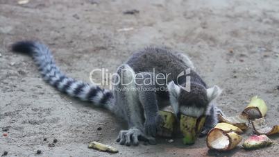 Lemur catta eating banana at daytime HD.
