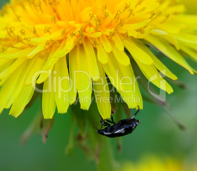 Beetle on flower of dandelion