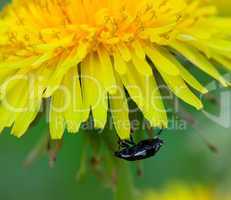 Beetle on flower of dandelion