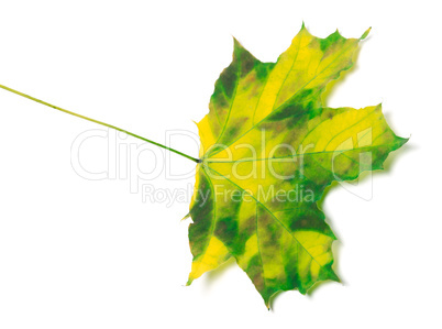 Yellowed maple-leaf