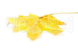 Yellow maple leaf on white background