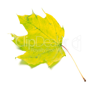 Yellowed maple leaf