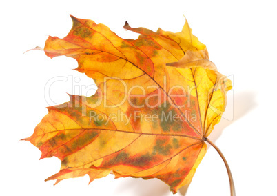 Yellowed autumn maple-leaf