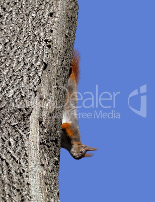 Red squirrel play on tree