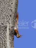 Red squirrel play on tree