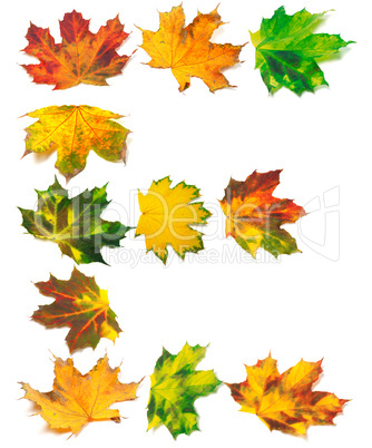 Letter E composed of autumn maple leafs