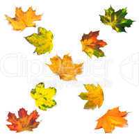 Letter X composed of autumn maple leafs