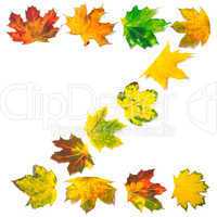 Letter Z composed of autumn maple leafs