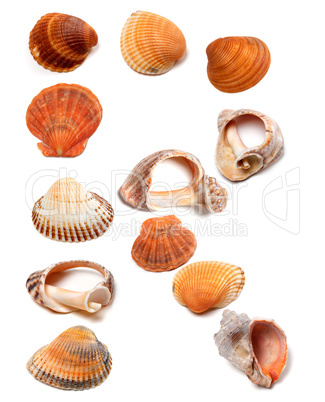 Letter R composed of seashells