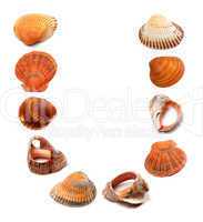Letter U composed of seashells