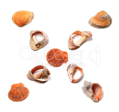 Letter X composed of seashells
