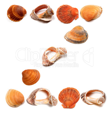 Letter Z composed of seashells