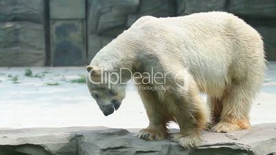 Polar bear in Beijing Zoo HD