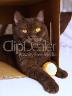 Brown british shorthair in a box