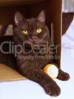 Brown british shorthair in a box