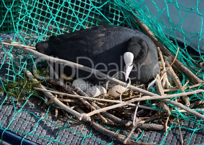 Eurasian female coot duck, fulica atra, brooding nest