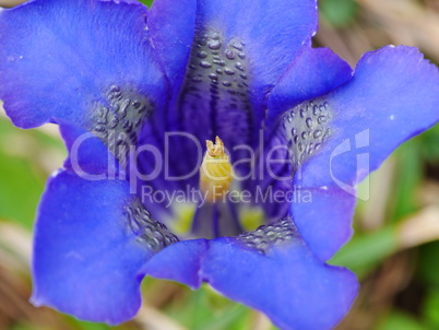 Alpen-Enzian (Gentiana alpina)