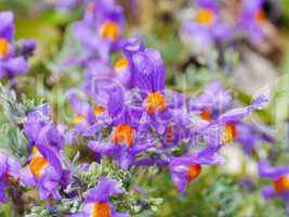 Alpen-Leinkraut (Linaria alpina)