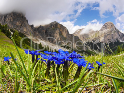 Fruehlings-Enzian (Gentiana verna)